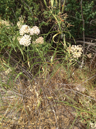 iNaturalist observation photo of narrowleaf milkweed