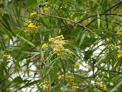 Daviesia arborea