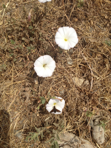 iNaturalist observation photo of field bindweed