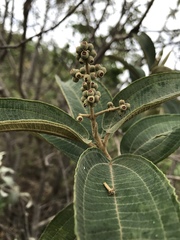 Miconieae