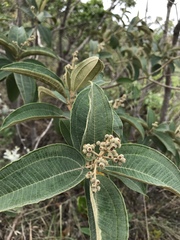 Miconieae