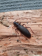 Nesoptychias simpliceps