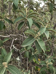 Miconieae