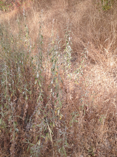 iNaturalist observation photo of California mugwort