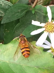 Dideoides latus