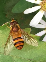 Dideoides latus