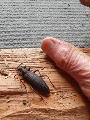 Nesoptychias simpliceps