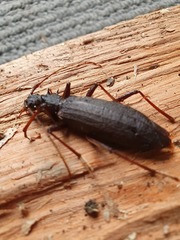 Nesoptychias simpliceps