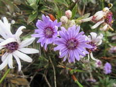 Macrolearia semidentata