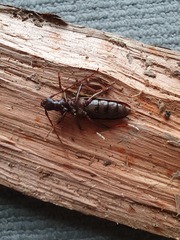 Nesoptychias simpliceps