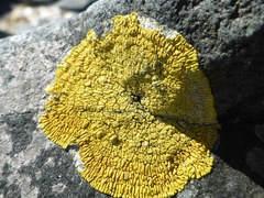 Polycauliona verruculifera