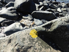 Polycauliona verruculifera