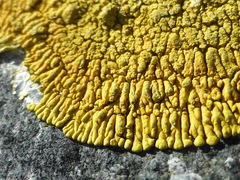 Polycauliona verruculifera