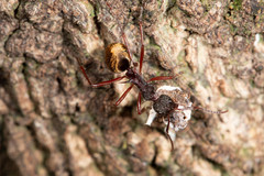 Dolichoderus extensispinus