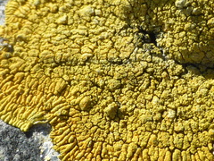 Polycauliona verruculifera