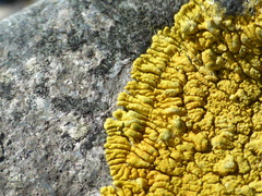 Polycauliona verruculifera