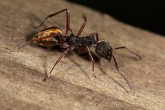 Dolichoderus extensispinus