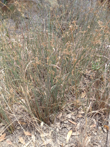 iNaturalist observation photo of Rushes