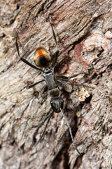 Polyrhachis brisbanensis