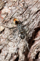 Polyrhachis brisbanensis