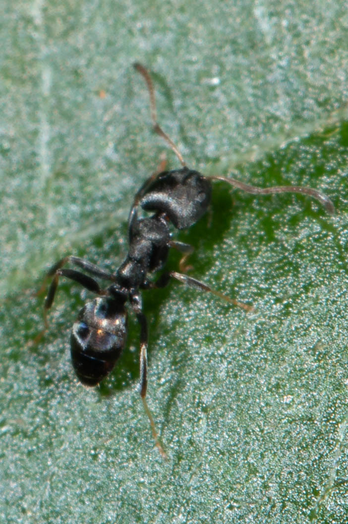 Ochetellus punctatissimus