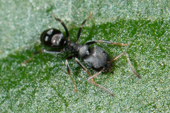 Ochetellus punctatissimus