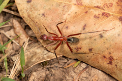 Leptomyrmex tibialis