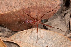 Leptomyrmex tibialis