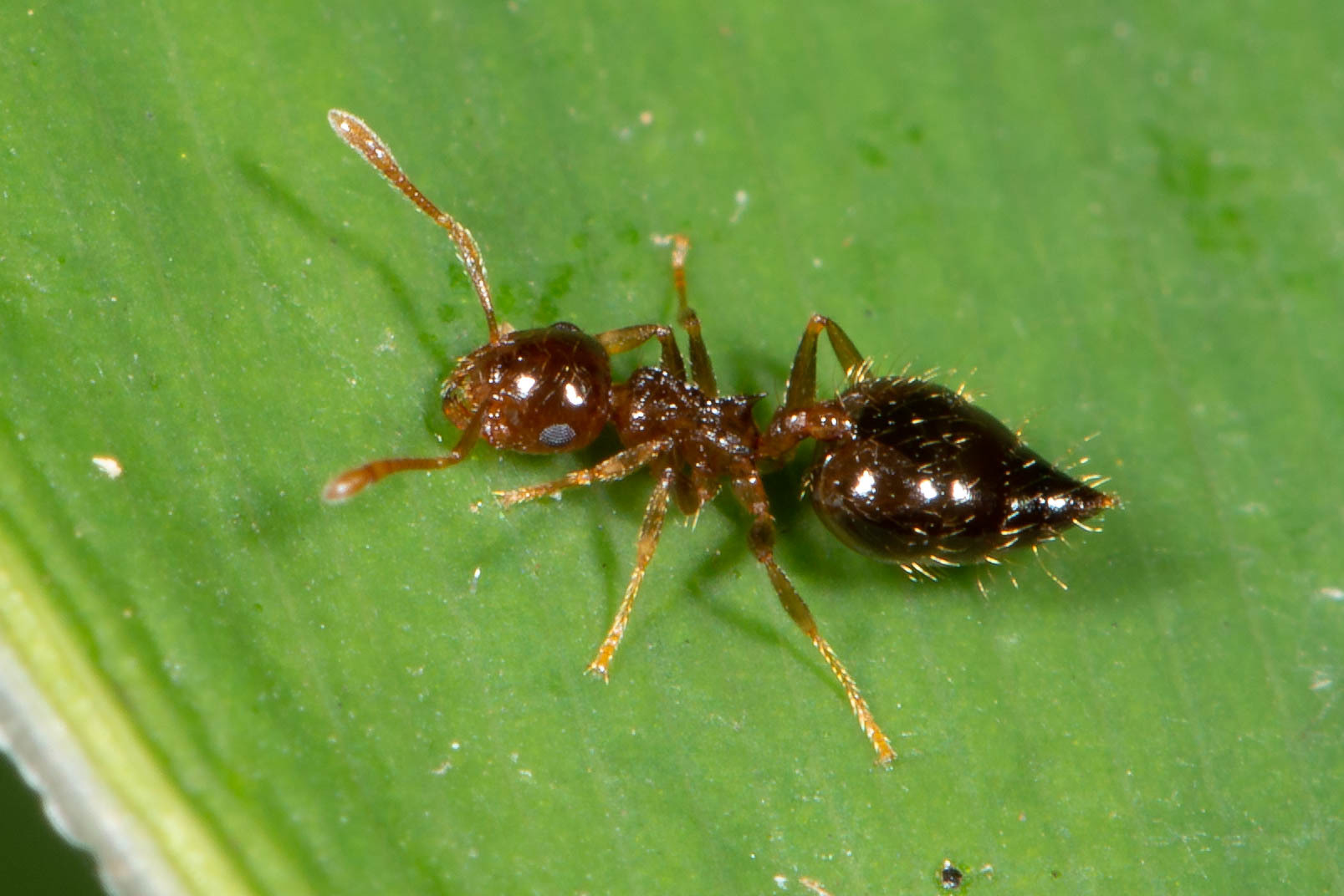 Crematogaster queenslandica