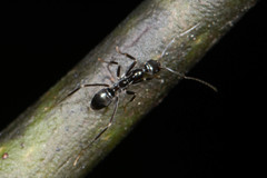 Leptomyrmex burwelli