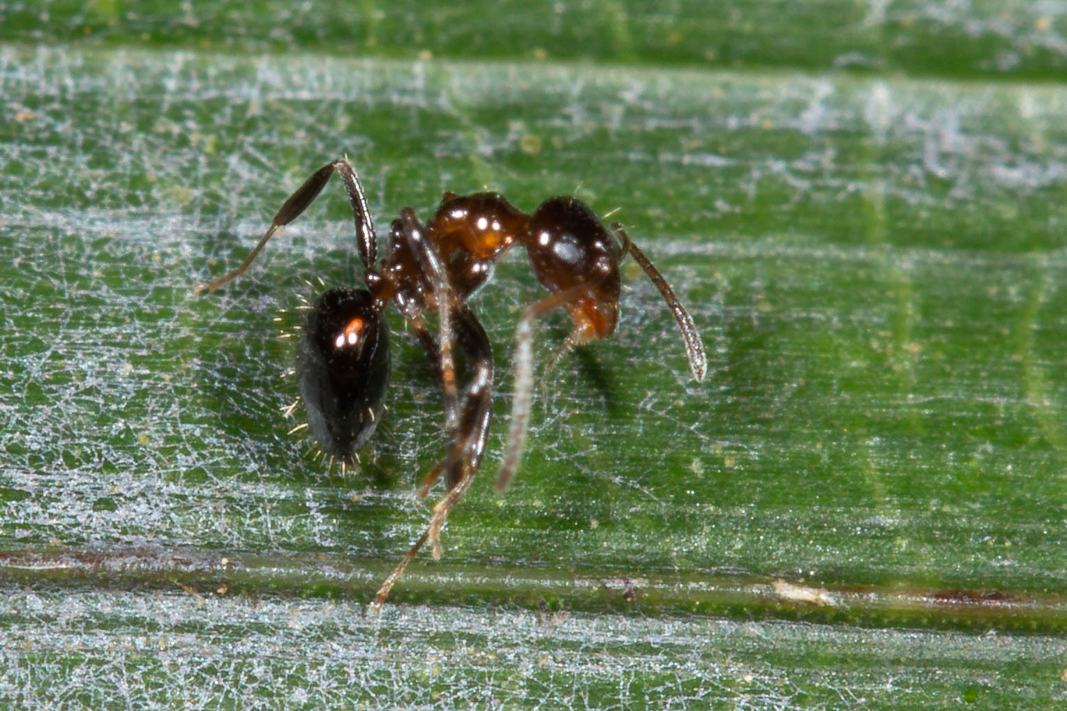 Prolasius convexus