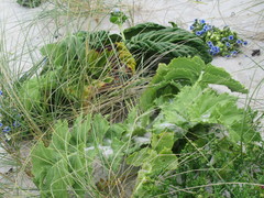 Sonchus grandifolius