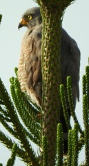 Rupornis magnirostris