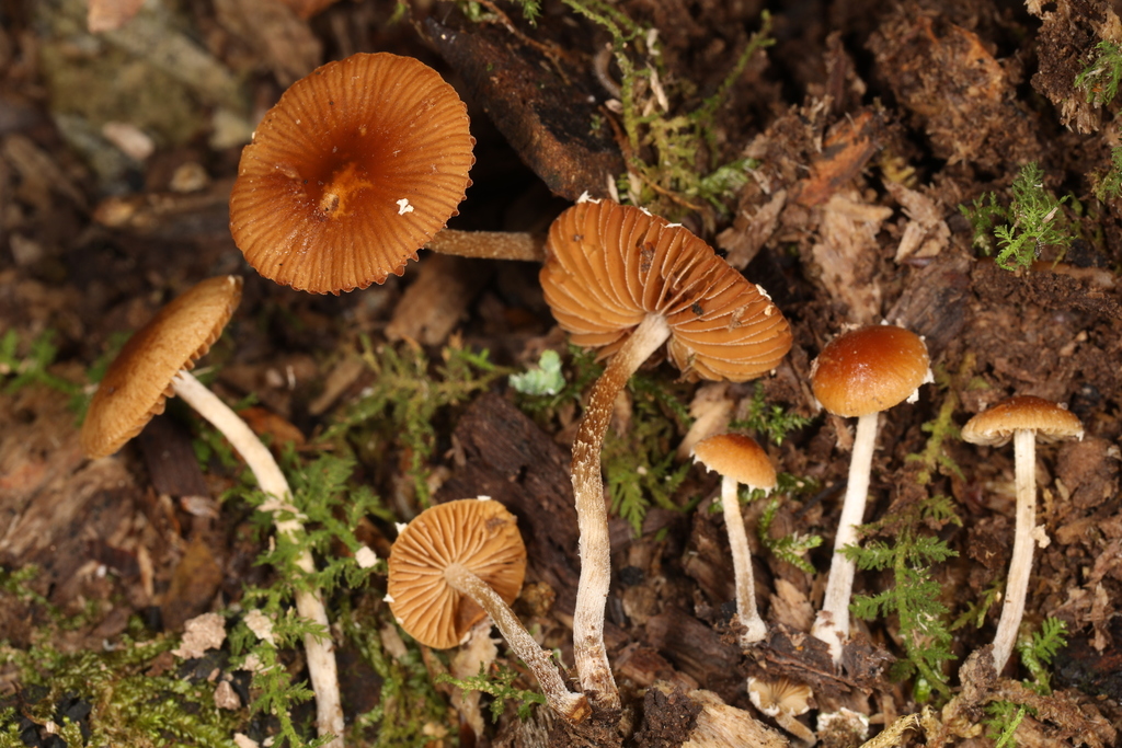 Pholiotina sp. 'IN11'