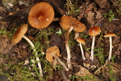 Pholiotina intermedia