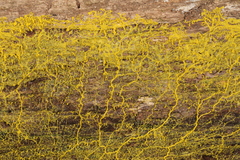 Physarum polycephalum