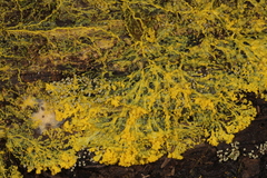 Physarum polycephalum