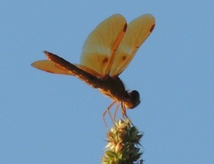 Perithemis intensa