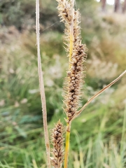 Carex sartwelliana
