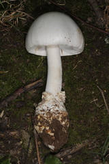 Amanita magnivelaris