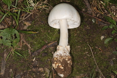 Amanita magnivelaris