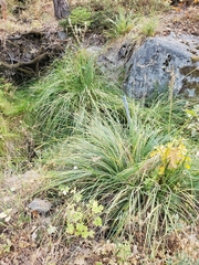 Carex sartwelliana