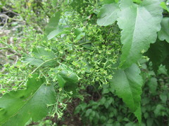 Plagianthus regius chathamicus