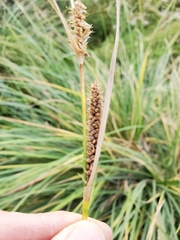 Carex sartwelliana