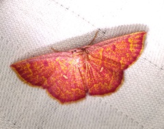 Chrysocraspeda miniosa