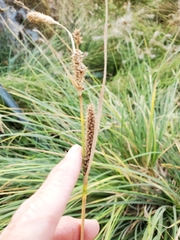 Carex sartwelliana