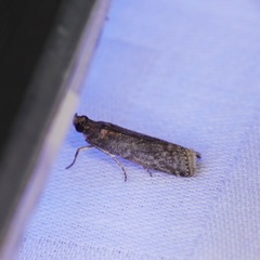 Ectomyelois ceratoniae