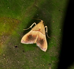 Endotricha repandalis