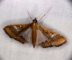 Maruca vitrata