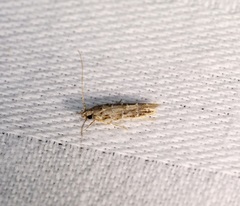 Metharmostis multilineata